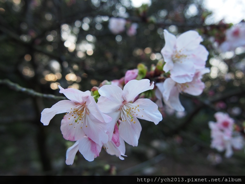 20140222吉野櫻 (6).JPG