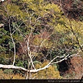 20140223秀巒山谷 (20).JPG