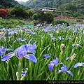 20140405鳶尾花 (3).JPG