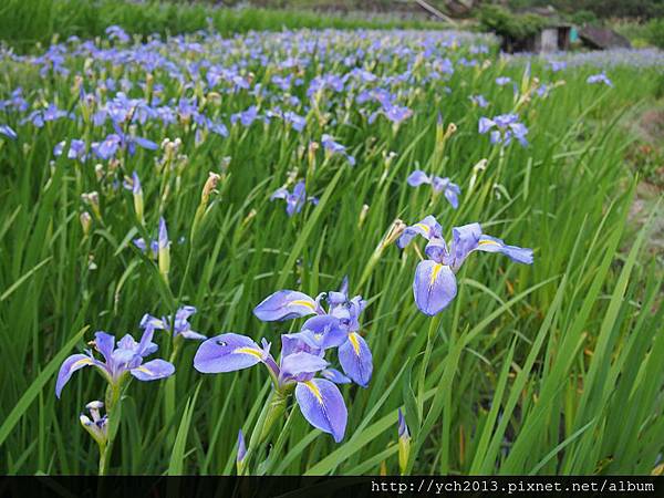 20140405鳶尾花 (8).JPG