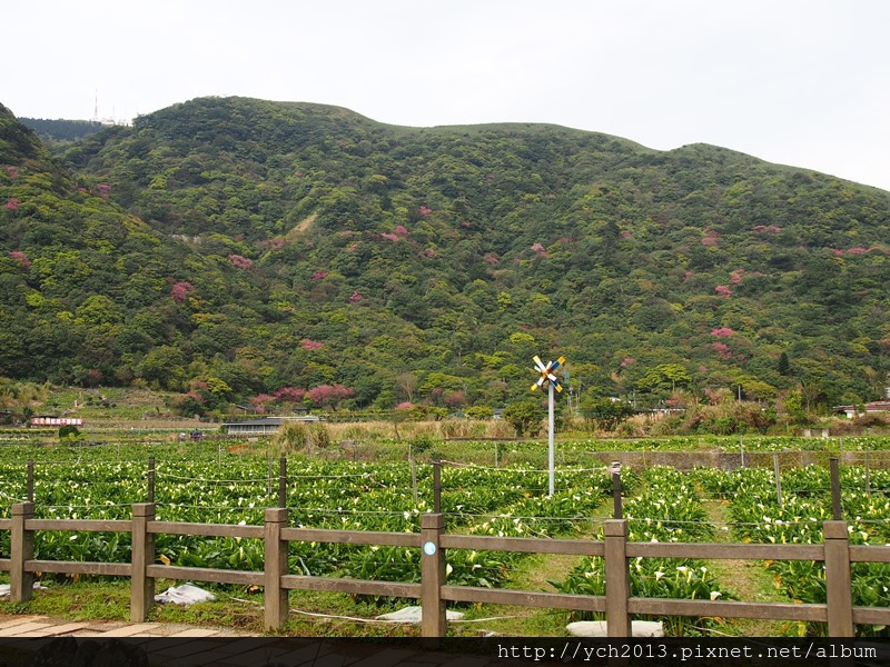 20140226竹子湖櫻花 (2).JPG