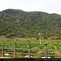 20140226竹子湖櫻花 (2).JPG