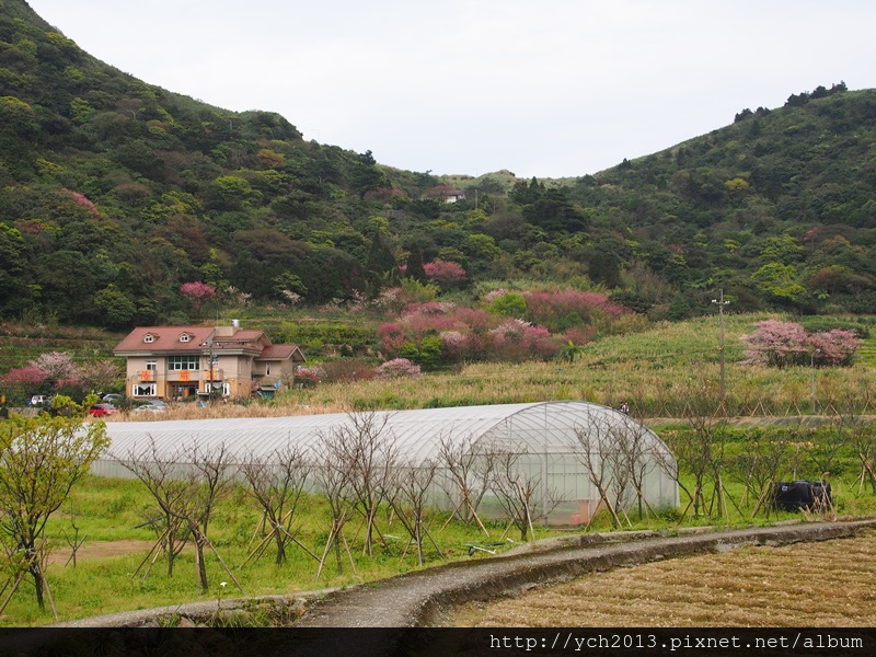 20140226竹子湖櫻花 (3).JPG