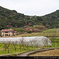 20140226竹子湖櫻花 (3).JPG