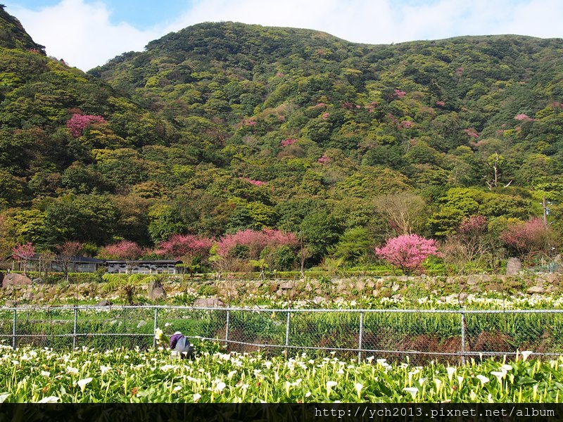 20140226竹子湖櫻花 (5).JPG