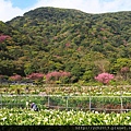 20140226竹子湖櫻花 (5).JPG