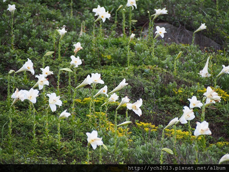 20140511三芝白沙灣 (12).JPG