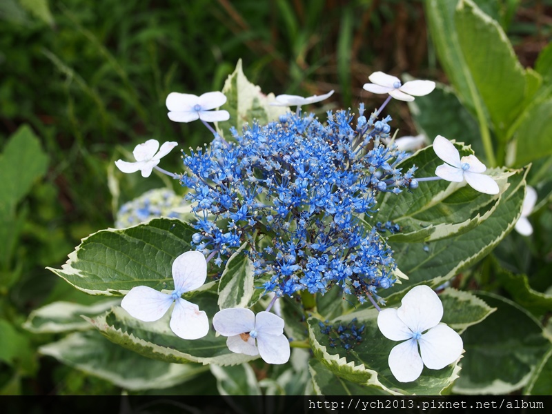 竹子湖水車寮繡球花田 Big Fish 自由自在的魚 痞客邦