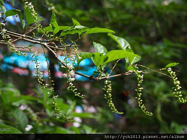 垂花琴木 (10).JPG