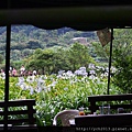 20130609竹子湖 (19).JPG