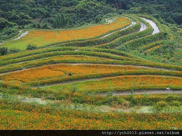 0628石門梯田花海 (7).JPG