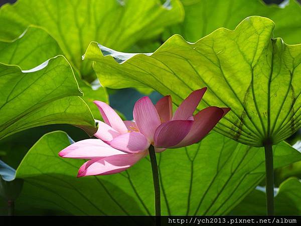 2014七月中 (1).JPG 2014七月中 (1).JPG