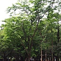 20140531忠誠公園 (13).JPG