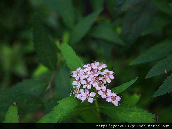 20140822花卉試驗所 (2).JPG