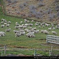 20140726Lake Pukaki (9).JPG