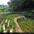 20140822青楓步道 (6).JPG