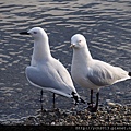 20140728Lake Wanaka (10).JPG