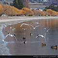 20140728Lake Wanaka (13).JPG