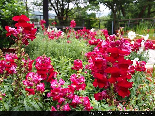 20140427 藥用植物園 (20).JPG