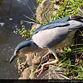 20140125植物園莫內畫展 (25).JPG