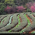 201502竹峰茶園(5).JPG