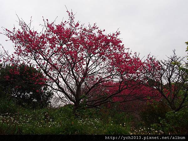 20150225風尾步道 (15).JPG