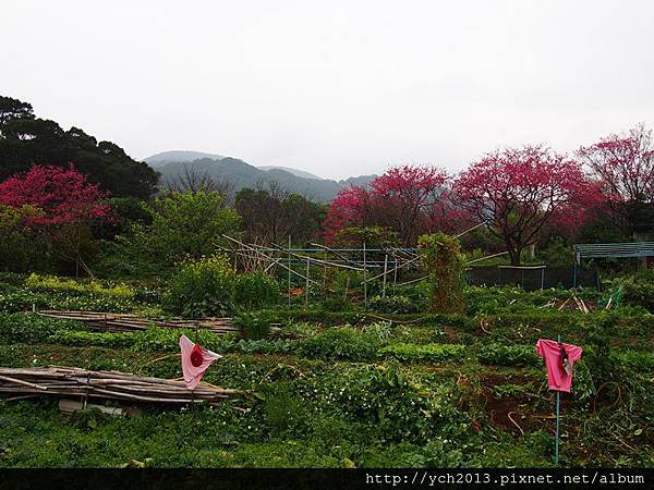 20150225風尾步道 (23).JPG