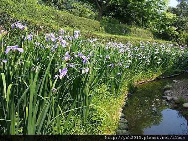 20150403溪山苗圃(2).JPG