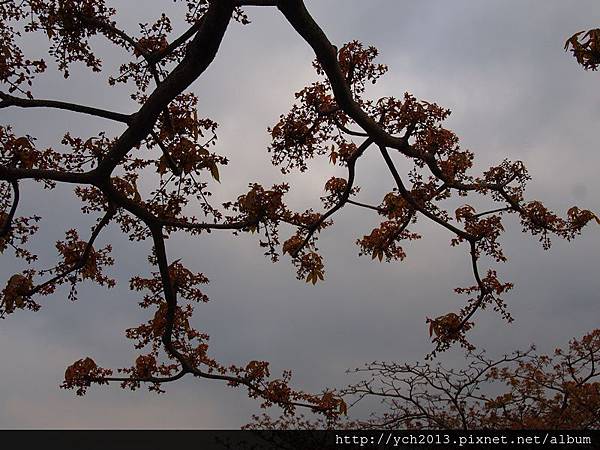 新生公園掌葉蘋婆(15).JPG