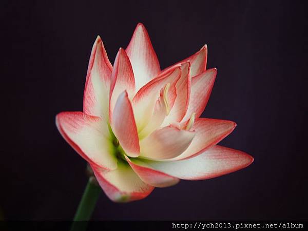 千禧(2).JPG 千禧(2).JPG