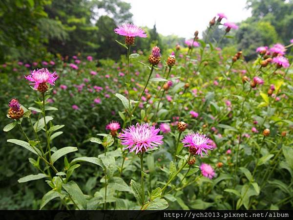 20150709西安植物園(17).JPG