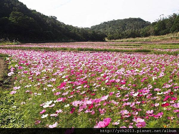 20151212龜山楓樹坑(5).JPG