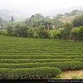茶園(33).JPG