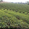 茶園(42).JPG