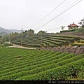 茶園(51).JPG