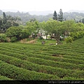 茶園(49).JPG