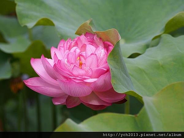 0610頭前(1).JPG 0610頭前(1).JPG