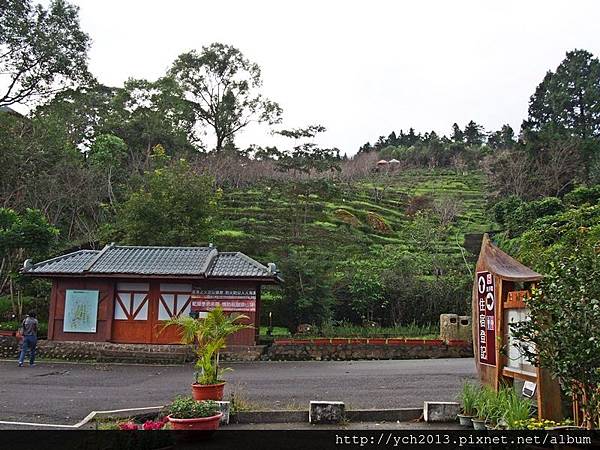 台大鳳凰茶園(1).JPG 台大鳳凰茶園(1).JPG