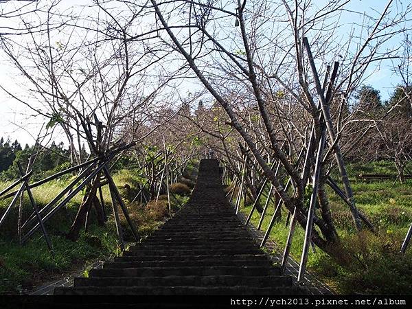 台大鳳凰茶園(6).JPG