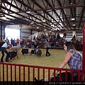 20160718Delaware County fair(13).JPG
