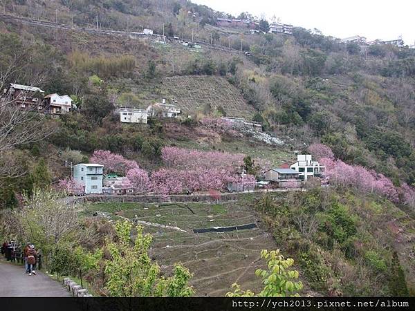 中巴陵櫻木花道(1).JPG 中巴陵櫻木花道(1).JPG
