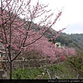 中巴陵櫻木花道(2).JPG