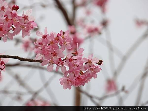 中巴陵櫻木花道(5).JPG