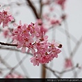 中巴陵櫻木花道(5).JPG