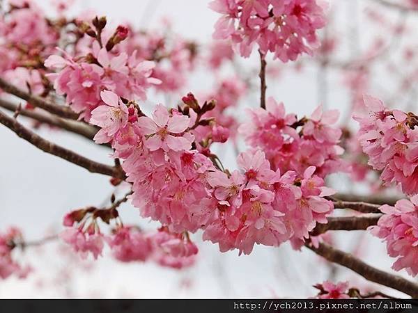 中巴陵櫻木花道(7).JPG