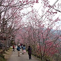 中巴陵櫻木花道(10).JPG