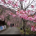中巴陵櫻木花道(12).JPG