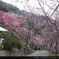 中巴陵櫻木花道(15).JPG