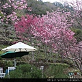 中巴陵櫻木花道(16).JPG