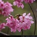 中巴陵櫻木花道(21).JPG